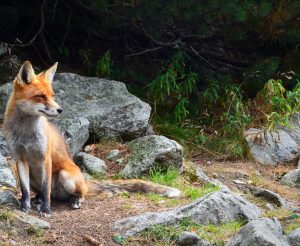 Foxie Com_CTA