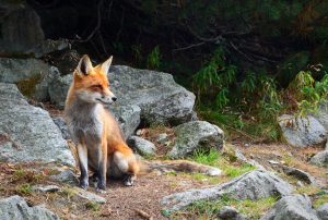 Foxie Com_La communication rusée