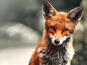 Foxie Com_renard_CTA