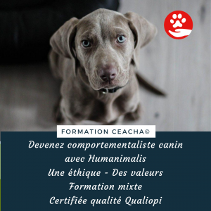 Foxie Com_gestion-reseaux-sociaux_FaceBook_Pub